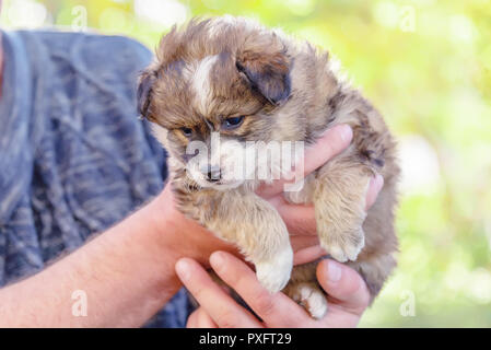 mongrel puppy taken from a shelter on male hands. adoption Stock Photo ...