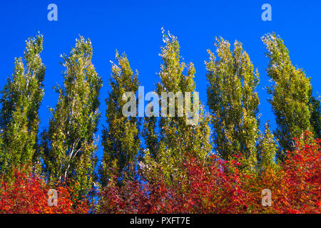 Lombardy Poplar Tree Tops Against Blue Sky On A Windy Day. Abstract Natural Background. Autumn Trees, Colorful Fall Foliage. Stock Photo
