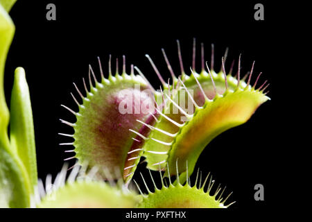 Macro plants Venus Fly Trap leaves. Close up of plants. Thorny leaves and pods of an insect trapping plant. Venus Flytrap peddles close up isolated on