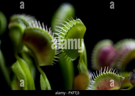Carnivore plants Venus Flytrap panoramic view. Multiple spiky traps on the leaves of a green and red Venus fly trap. Insect trapping and eating plant.