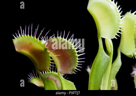 Wide panoramic view of a Venus Flytrap with its leaves wide open waiting to catch prey. Fly killer. Dionaea Muscipula plant. Green and red leaves.