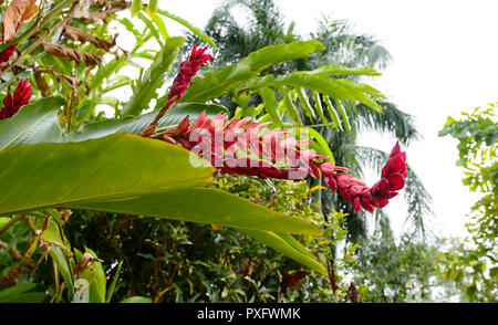 Red Ginger flower (Alpinia Purpurata) in a tropical garden, Cairns, Far North Queensland, FNQ, QLD, Australia Stock Photo