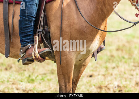 Horse rider with knife and blue jeans. Scenes from a rodeo and equestrian show, warming up phase, details of saddles, clothing, stirrups and brown hor Stock Photo