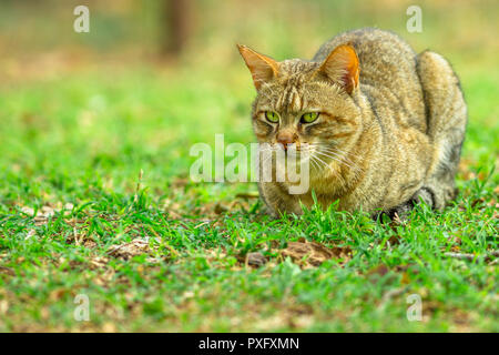 African Wild Cat, Felis libyca, standing in green grassland. Wild feline in nature habitat outdoor in South Africa. Copy space. Stock Photo