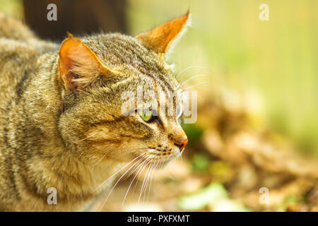 Closeup of African Wild Cat, Felis libyca. Side view of face on blurred background. Wild feline in natural habitat, South Africa. Stock Photo