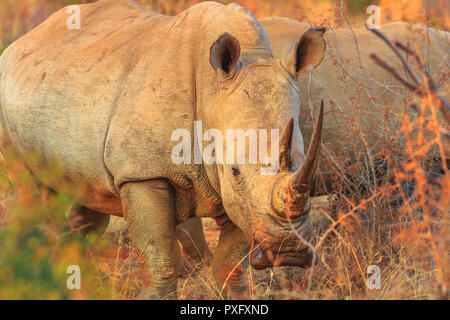 White Rhinoceros, subspecies Ceratotherium simum, also called camouflage rhinoceros at sunset light standing in bushland natural habitat, South Africa. Side view. The Rhinos is part of the Big Five. Stock Photo