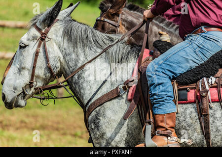 Horse rider with knife and blue jeans. Scenes from a rodeo and equestrian show, warming up phase, details of saddles, clothing, stirrups and brown hor Stock Photo