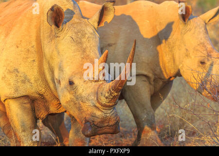 Detail of the horn of a White Rhinoceros, Ceratotherium simum, also called camouflage rhinoceros at sunset light standing in bushland habitat, South Africa. The Rhinos is part of Big Five. Stock Photo