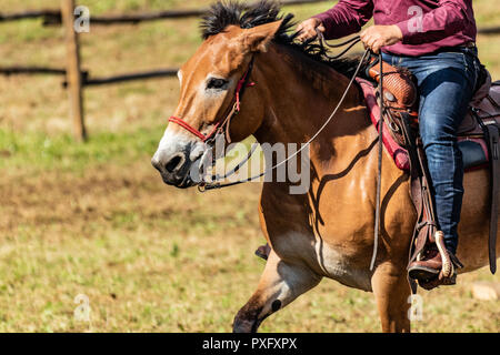 Horse rider with knife and blue jeans. Scenes from a rodeo and equestrian show, warming up phase, details of saddles, clothing, stirrups and brown hor Stock Photo