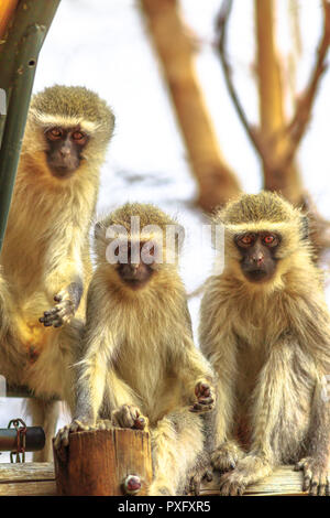 Front view of three Vervet Monkeys, Chlorocebus pygerythrus, a monkey of the family Cercopithecidae, standing on a tree in Kruger National Park, South Africa. Stock Photo