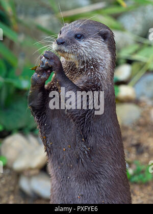 Asian small-clawed otter  Aonyx cinereus Stock Photo
