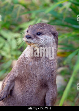 Asian small-clawed otter  Aonyx cinereus Stock Photo
