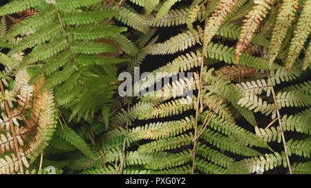 Photo of fern (Pteridium aquilinum) leaf in autumn mixed forest, on the black background; blurred contours of fresh leaves with soft sunlight Stock Photo