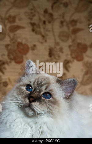 Profile head-shot of a creamy white medium-haired Birman pedigree cat Stock Photo