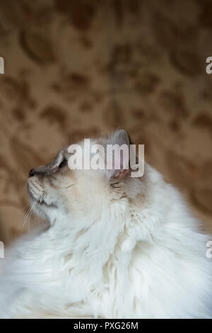 Profile head-shot of a creamy white medium-haired Birman pedigree cat Stock Photo