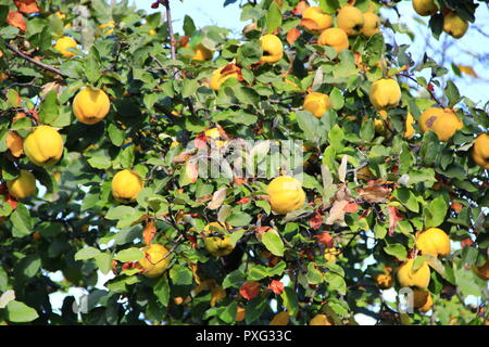 Ripe fruits of quince on tree. Quince on tree. Fresh fruits. Rich crop of quince in garden Stock Photo