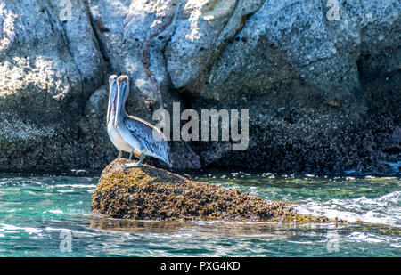 Two California brown pelicans stand atop an offshore reef resting before flying off to hunt. Stock Photo