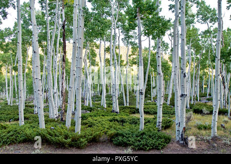 Pando, clonal colony of Quaking Aspen trees, Populus tremuloides ...