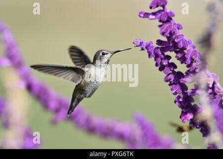A Anna's Hummingbird feeding on nectar from a Mexican Bush Sage plant at the Audubon Canyon Ranch preserve in Marin County, CA. Stock Photo