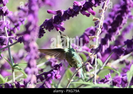 A Anna's Hummingbird feeding on nectar from a Mexican Bush Sage plant at the Audubon Canyon Ranch preserve in Marin County, CA. Stock Photo