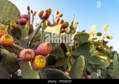 Fig trees in the countryside near the medieval white village of Ostuni Stock Photo