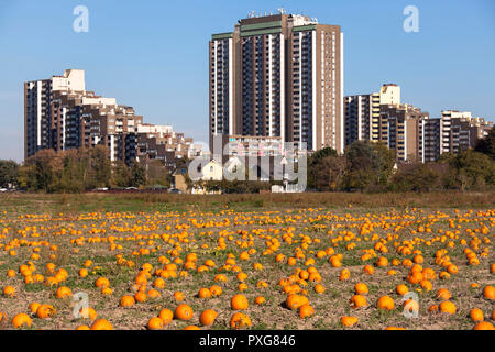 high-rise complex Auf dem Koelnberg in the district Meschenich, field with pumkins, Cologne, Germany.  Hochhauskomplex Auf dem Koelnberg im Stadtteil Stock Photo