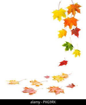 Falling and lying colorful maple autumn leaves. Isolated on white background. Stock Photo