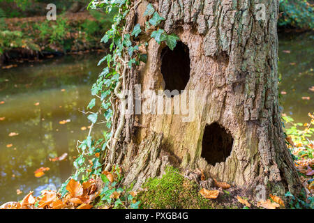 Hollow oak tree trunk with two holes stands alongside water in forest Stock Photo