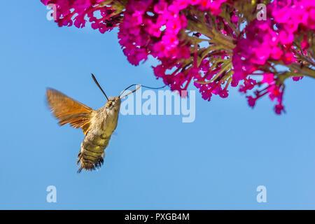 Hummingbird butterfly eating nectar from flower of butterfly bush with blue sky Stock Photo