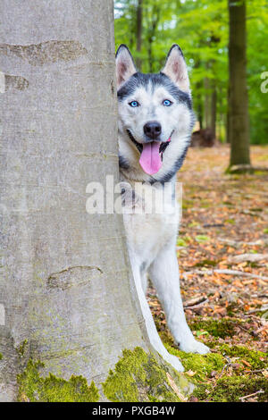 Husky dog looks from behind beech tree trunk in forest Stock Photo