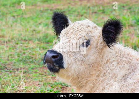 Portrait head of black and white cow in meadow Stock Photo