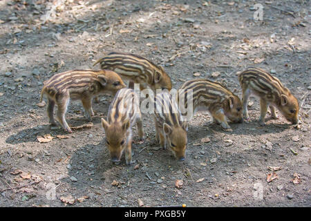 Six young wild boars are looking for food on the ground Stock Photo