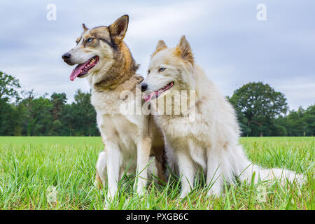 Two husky dogs sitting side by side outside on grass Stock Photo