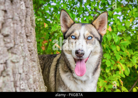 Wolfish husky dog staring next to tree trunk in nature Stock Photo