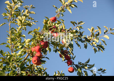 Red Elstar apples seen on the apple tree with a blue sky as background. Stock Photo