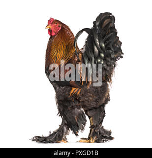 Brahma rooster, standing against white background Stock Photo