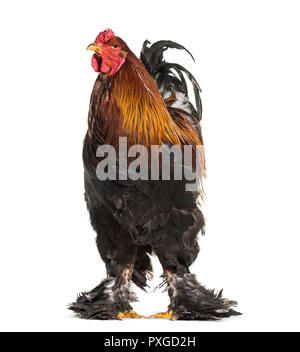 Brahma rooster, standing against white background Stock Photo