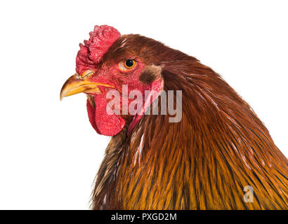 Brahma rooster, close up against white background Stock Photo