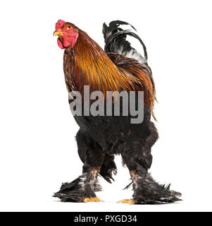 Brahma rooster, standing against white background Stock Photo