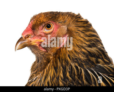 Brahma hen, close up against white background Stock Photo