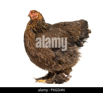 Brahma hen, standing against white background Stock Photo