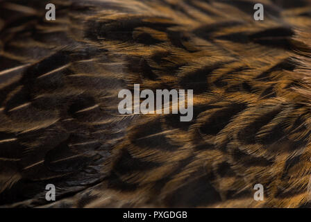 Barbu de Grubbe chicken against white background Stock Photo