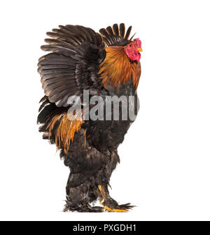 Brahma Rooster, standing against white background Stock Photo