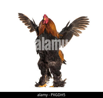 Brahma Rooster, standing against white background Stock Photo