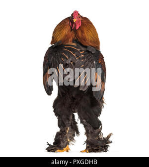 Brahma Rooster, standing against white background Stock Photo