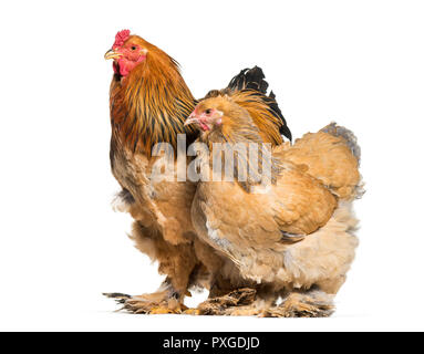 Brahma hen and rooster, standing against white background Stock Photo