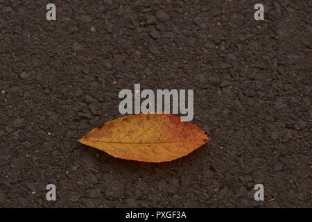 single autumn leaf isolated on the road. Stock Photo