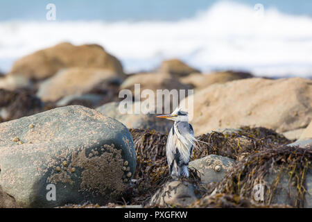 Wild UK grey heron bird (Ardea cinerea) isolated at the seaside, perching on coastal rocks in breeze, feathers ruffled in the wind, on the lookout. Stock Photo