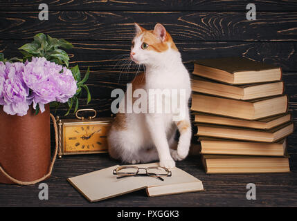 A kitten sits in front of an open book and looks to the left Stock Photo