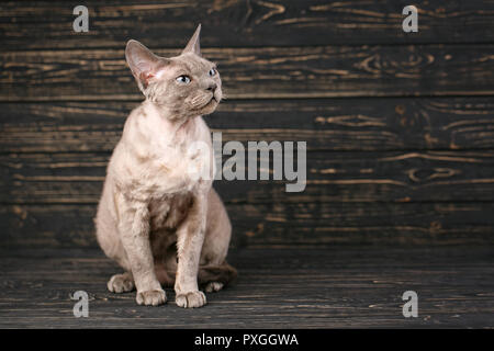 Side view of a Devon rex sitting Stock Photo